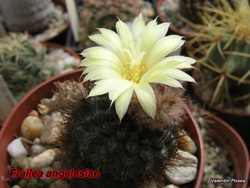 Frailea angelesiae 12.04.08