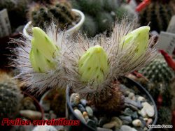 F aureinitens