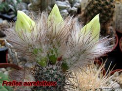 F aureinitens
