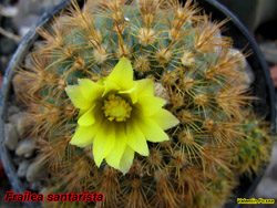 Frailea santarista
