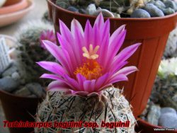 Turbinicarpus beguinii 28.02.08