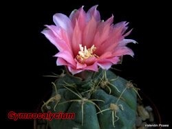 Gymnocalycium 01.05.08