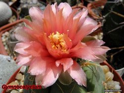 Gymno