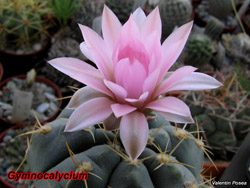 Gymnocalycium