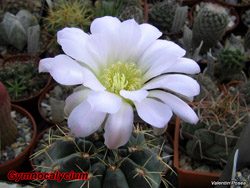 Gymnocalycium