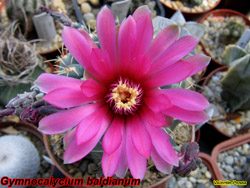 Gymnocalycium baldianum 13.05.07