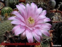 Gymno friedrichii