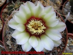 Gymno quehlianum
