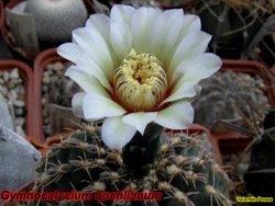 Gymno quehlianum