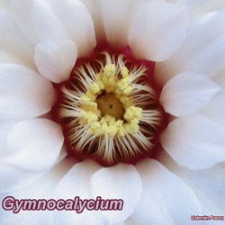 Gymno flower