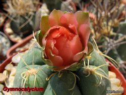 Gymno
