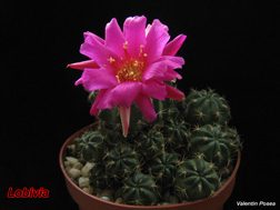 Lobivia sp 14.04.08