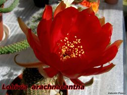Lobivia arachnacantha 15.04.07