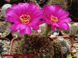 L hoffmanniana
