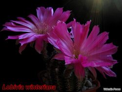 Lobivia winteriana