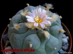 Lophophora difusa 01.05.08