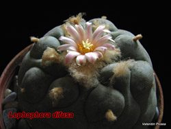 Lophophora difusa 16.03.08