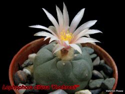 Lopho difusa