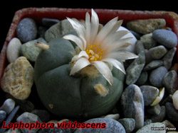 Lophophora viridescens 01.05.08