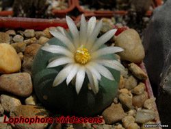 Lopho viridescens