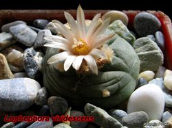 Lophophora viridescens 16.03.08
