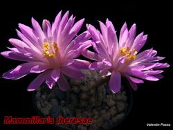 Mammillaria theresae 12.05.07