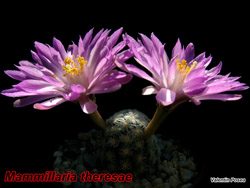 Mammillaria theresae 12.05.07