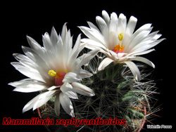 M zephyranthoides