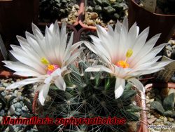M zephyranthoides