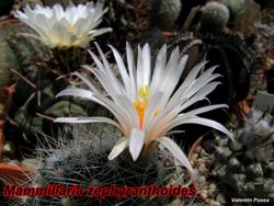 M zephyranthoides