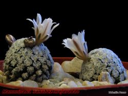 Mammilaria sanchez mejoradae 05.02.06
