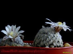 Mammillaria sanchez mejoradae 11.02.06