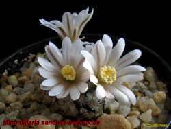 Mammillaria sanchez mejoradae 23.02.06
