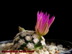 Mammillaria hernandezii 11.12.05