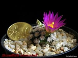 Mammillaria hernandezii 11.12.05
