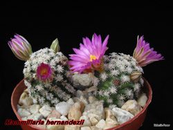 Mammillaria hernandezii 08.01.06