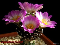 Mammillaria luethyi 17.04.05