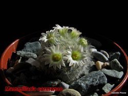 Mammillaria carmenae 02.03.08