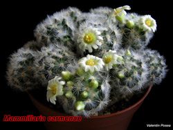 Mammillaria carmenae 08.03.08