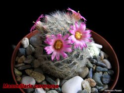 Mammillaria carmenae 08.03.08