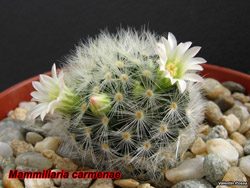 Mammillaria carmenae  Koehres