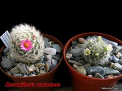 Mammillaria carmenae 28.02.08