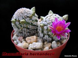 Mammillaria hernandezii 04.11.07
