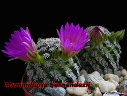 Mammillaria hernandezii 14.11.07