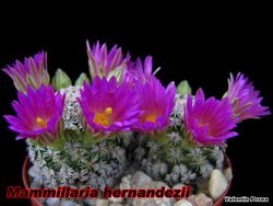 Mammillaria hernandezii 22.11.07