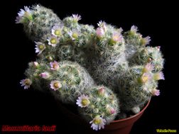 Mammillaria lauii 22.04.06