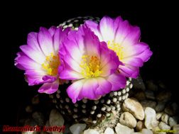 Mammillaria luethyi 06.04.06