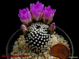 Mammillaria luethyi 06.04.06