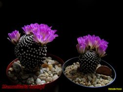 Mammillaria luethyi 08.04.06