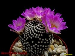 Mammillaria luethyi 09.04.06
